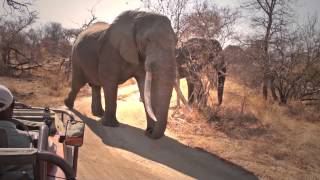 African elephant Loxodonta africana Balue Nature Reserve South Africa [upl. by Falzetta]