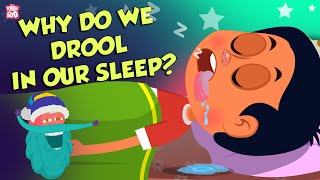 Why Do We Drool In Our Sleep  Causes of Drooling  The Dr Binocs Show  Peekaboo Kidz [upl. by Socram896]