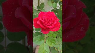 Beautiful Rose Flower Fresh Morning WhatsApp Status VideoYtshortsvideo shortstrending [upl. by Ibba]