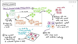 1111 Monoclonal Antibodies Cambridge AS A Level Biology 9700 [upl. by Rodmur164]