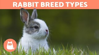 Different Types of RABBITS  Best Breeds [upl. by Terrell]