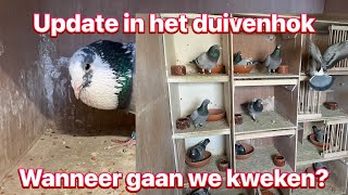 Update in het duivenhok  wanneer gaan we beginnen [upl. by Vivica]