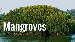 Mangroves  The Guardians of the Coasts [upl. by Metzgar]