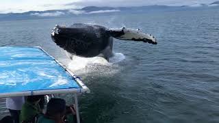 Humpback Whale Soaks Whale Watchers  Gustavus Alaska [upl. by Retxab]