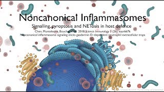 Noncanonical inflammasomes signalling pyroptosis and NETosis in host defence [upl. by Lozano140]