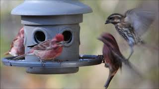 Purple Finch Irruption [upl. by Iruahs]