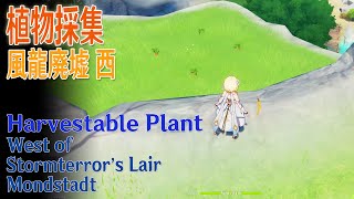 【原神】植物採集モンド風龍廃墟 西 Harvestable PlantWest of Stormterrors LairMondstadt5492 [upl. by Marlyn]