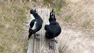 Magpies singing their hearts out❤️🐦🐦shorts shortvideo [upl. by Kendell225]