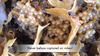 Queen Footage of a New Australian Stingless Bee [upl. by Lleon]