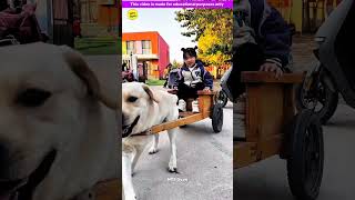 Smart genius pet dog 🐶😍 part3  Smart Appliances Kitchen Utensils Home Inventions MTS Gyan [upl. by Sulecram]