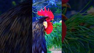 Roster crowing so Beautyfullchicken birds crowingrooster shortvideo shortviral [upl. by Ayouqes29]