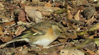 Pěnkava jikavec fringilla montifringilla brambling [upl. by Anirav506]