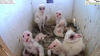 7 cute barn owl nestlings wide awake during the daytime Barn Owl Israel Cam 3 תנשמת 11621 [upl. by Sardse209]