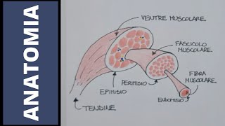 Muscoli tutto quello che cè da sapere [upl. by Renruojos150]