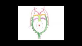 Medical Embryology  Development of the Aortic Arches and Large Arteries [upl. by Higginbotham]