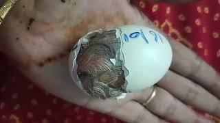 How does a chick break an egg from an egg  గుడ్డులో నుండి కోడి పిల్ల గుడ్డు ను ఎలా బ్రేక్ చేస్తుంది [upl. by Sidwel338]