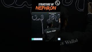 Structure of Nephron Diagram🧠 pwenglish science biology [upl. by Cati]