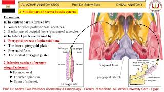 2 Norma basalis externa [upl. by Ganny]