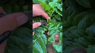 Remove The Top 45 Days Before Harvest Radish farming agriculture garden [upl. by Orin]