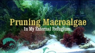 Reef Tank How to Prune Macro Algae in a Refugium [upl. by Yci158]