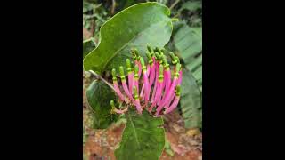 Honey suckle mistletoe Dendrophthoe falcatahemiparasitic and common mistletoe in tropical forest [upl. by Feenah]