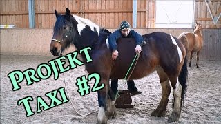 Projekt Taxi 2  unsere Fortschritte  endlich entspannt aufsteigen  Serenity Horses [upl. by Schenck12]