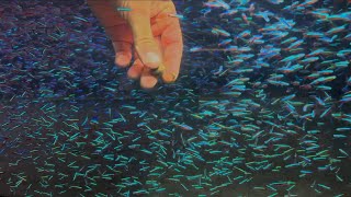 Feeding 5000 Cardinal Tetra [upl. by Channa]