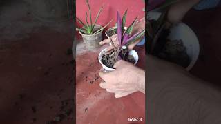 Rhoeo Plant nursery plant gardening ytshorts [upl. by Vernita325]