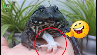 🐸 Weird Have you ever seen a frog with 5 legs [upl. by Gargan172]