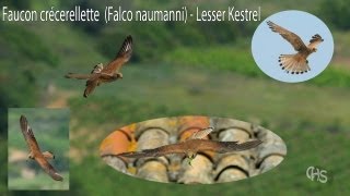 Faucon crécerellette Falco naumanni [upl. by Clerk443]