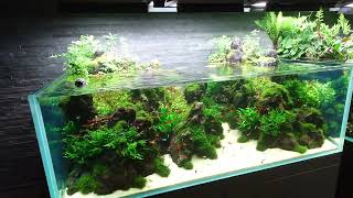 Sumida Aquarium Tokyo aquascaping nature beautiful tanks [upl. by Innavoeg]