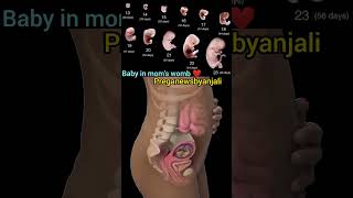 Baby in moms womb during pregnancy ❤️🤰 Embryonic development 🙏shortvideo pregnancy cutebaby [upl. by Selin]