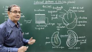 External FeaturesMorphology of Pila [upl. by Anelem634]