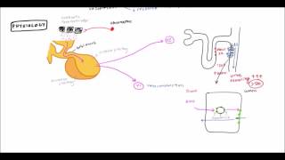 Diabetes Insipidus for USMLE Step 1 and USMLE Step 2 [upl. by Ailisec]