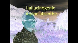 How to make Hallucinogenic alpine absinthe [upl. by Yauq276]