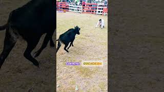 Saltos y sustos TM🇪🇨 shorts toros torero payasos ecuador cuadrilla torosbravos torosdepueblo [upl. by Eendyc]