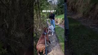 Dogo Argentino Attacks Pitbull 😱😱 dogattack dogoargentino pitbull [upl. by Asiole]