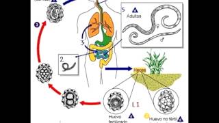 Micro Biologia NEMATODES  Generalidades y Ciclos [upl. by Nealy]