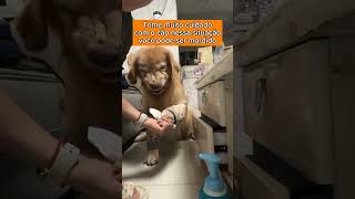 EVITE MEXER NO SEU CÃO QUANDO ELE ESTIVER ASSIM adestramento pets cachorro memes cachorros [upl. by Ahsit]