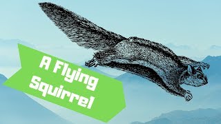 India Have you ever seen a flying Squirrel No21 [upl. by Aicen]