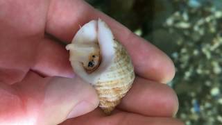 Marine Animal Adaptations Sea Snails [upl. by Nhor]