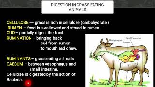 NUTRITION IN ANIMALS CLASS 7 PART 3 [upl. by May]