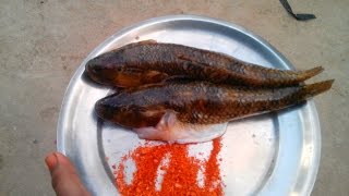 Cooking Murrel Fish Fry in My Village  VILLAGE FOOD [upl. by Akel]