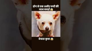 कुत्ते ने बचाई अमीर पिल्ले की जान😱short anime movierecap dog factsdoglover [upl. by Yelyac]