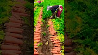 carrot farming 😱😱 shorts carrot farming [upl. by Benyamin965]