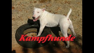 Kampfhunde  Eine kleine Einführung [upl. by Ahl]