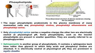 The Chemical Components of Plasma Membranes [upl. by Saba166]