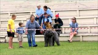 ZEUS THE BOUVIER DES FLANDRES SIMULATED CHILD PROTECTION [upl. by Janie970]