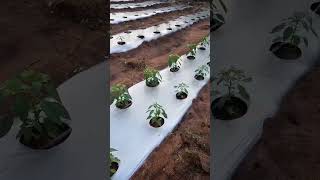 see the results of good farming practices garden howtogrowafricancropsabroad [upl. by Hna591]