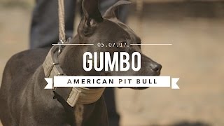 GUMBO AN AMAZING AMERICAN PIT BULL TERRIER [upl. by Crifasi]